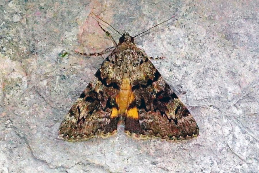 Farfalla da identificare 2